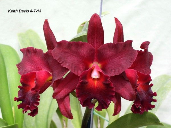 RARE OFFER RED AWARDED CATTLEYA Circle of Life 'Hot Pants' AM/AOS large sedling!
